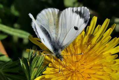 Orange Tip (female).