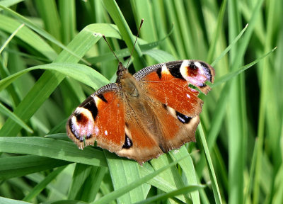 Peacock.