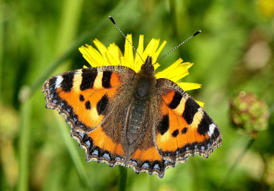 Small Tortoiseshell.