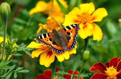 Small Tortoiseshell.