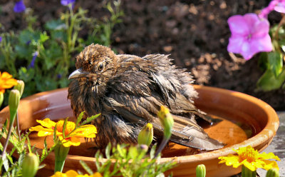 Young Blackbird.