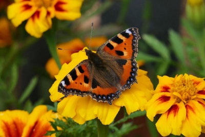 Small Tortoiseshell.