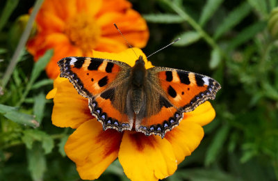 Small Tortoiseshell.