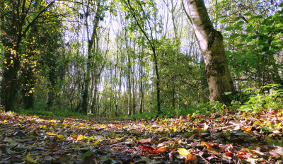 Woodland Walk.