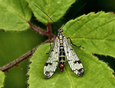 Scorpion Fly (male).