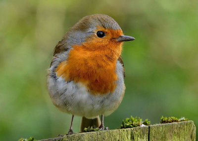 Robin.