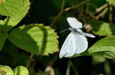 Wood White butterfly in flight.