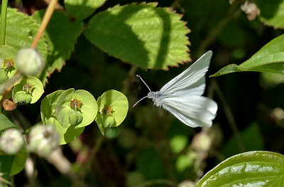 Wood White butterfly in flight.