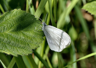Wood White butterfly.
