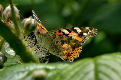Painted Lady.