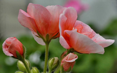 Geraniums.