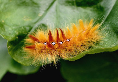 Sycamore moth caterpillar.