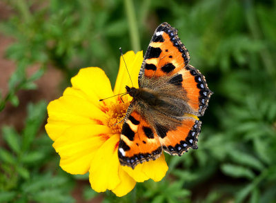 Small Tortoiseshell.