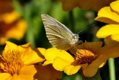 Small White Butterfly.