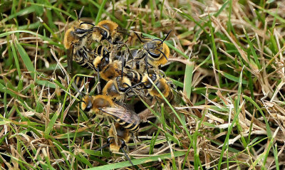 Ivy mining bees (Colletes hederae).