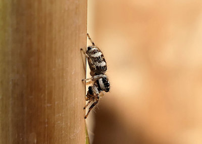 Zebra jumping spider - Salticus scenicus .