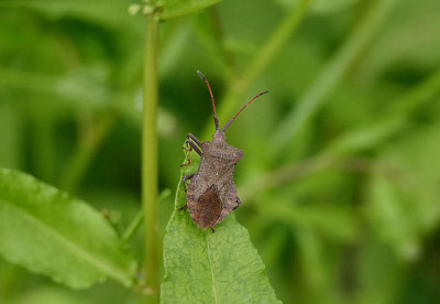 Dock Bug (Coreus marginatus).