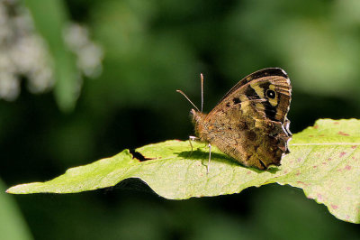 Speckled Wood Butterfly.