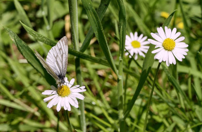 Green-veined White. 