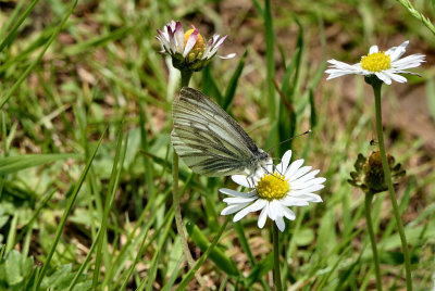 Green-veined White. 