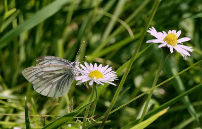 Green-veined White. 