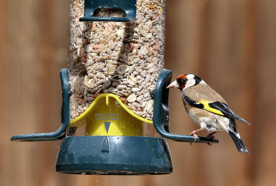 Goldfinch.