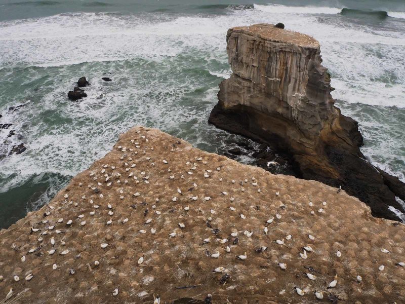 Muriwai Beach Gannet Colony