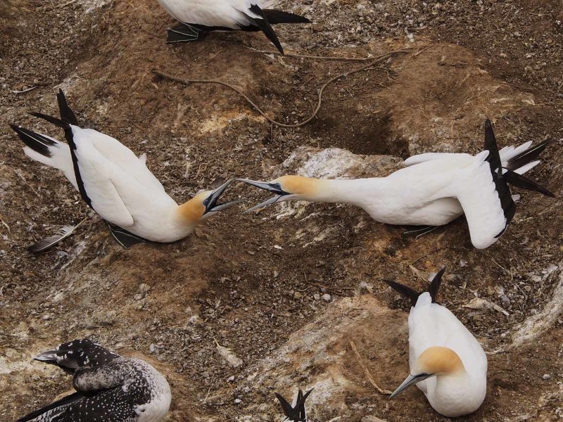 Gannets Petting 1