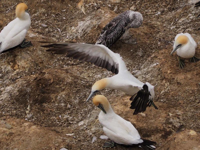 Gannet In Flight 34