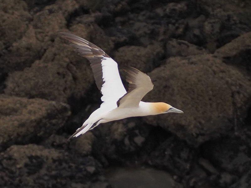 Gannet In Flight 36