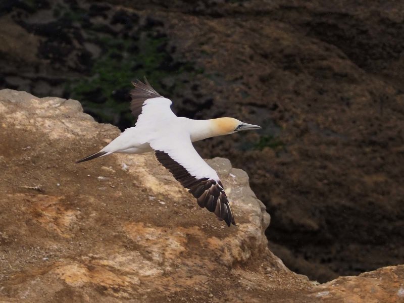 Gannet In Flight 38