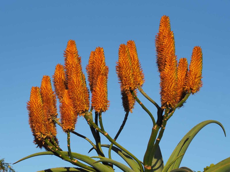 Agave 3
