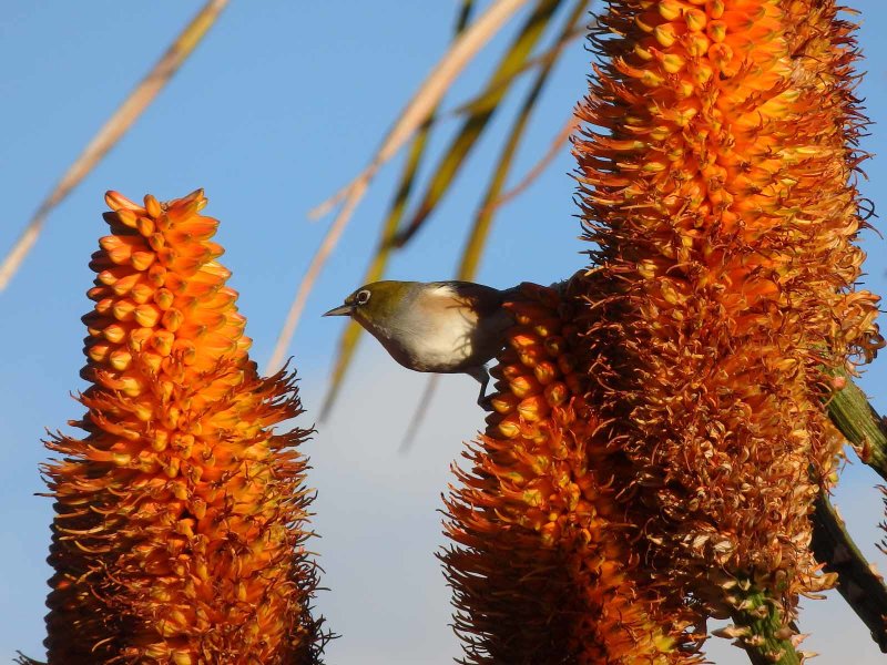 Wax Eye 5