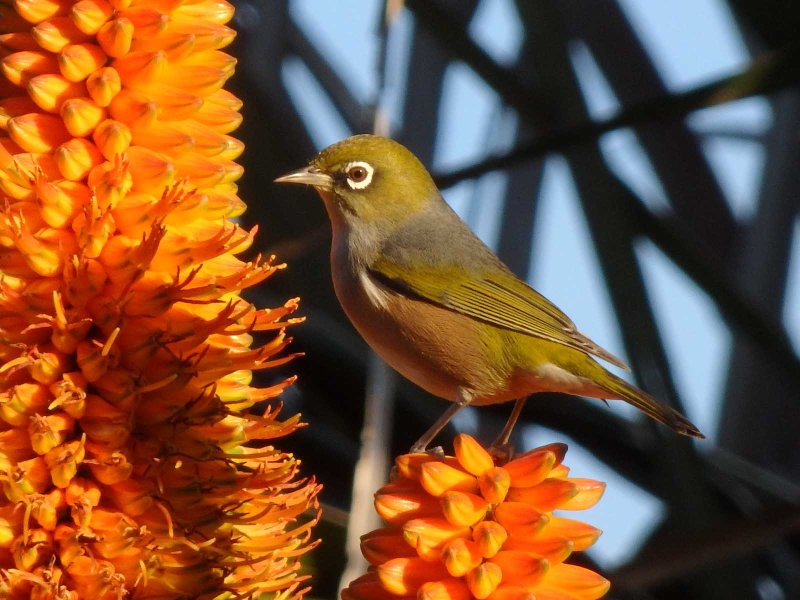 Wax Eye 7