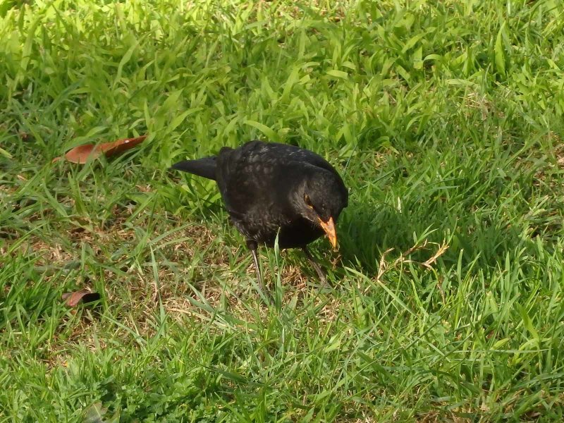 Blackbird 1