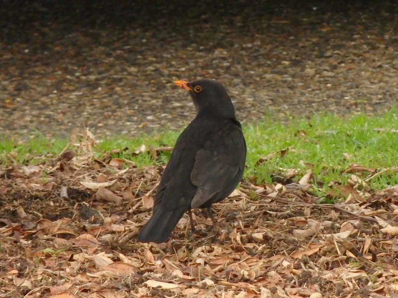 Blackbird 3