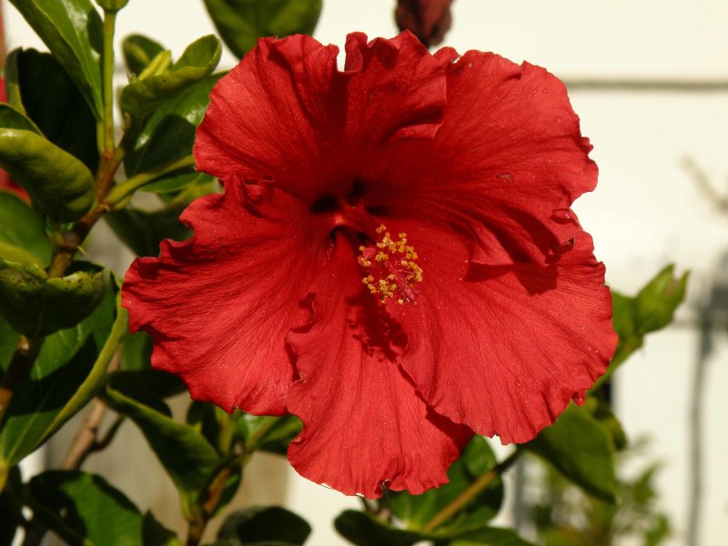 Red Hibiscus