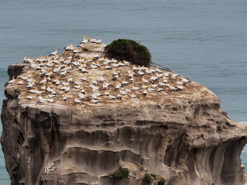 Muriwai Beach Gannets November 6