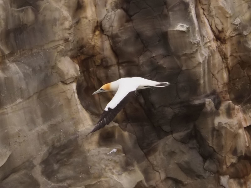 Gannet In Flight 19