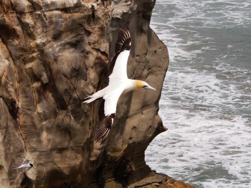 Gannet In Flight 24