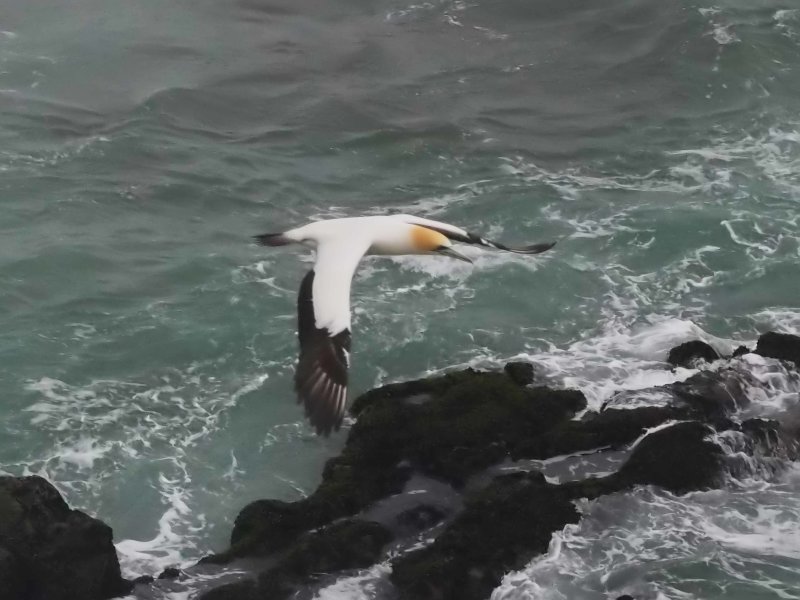 Gannet In Flight 41