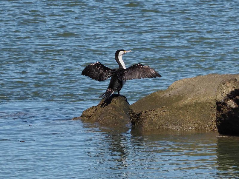 Cormorant