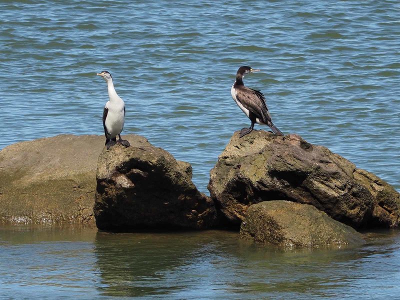 Two Cormorants