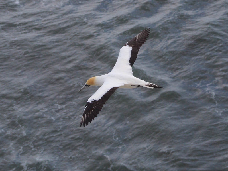 Gannet In Flight 47