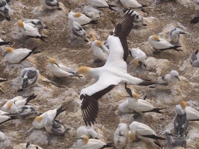 Gannet In Flight 49