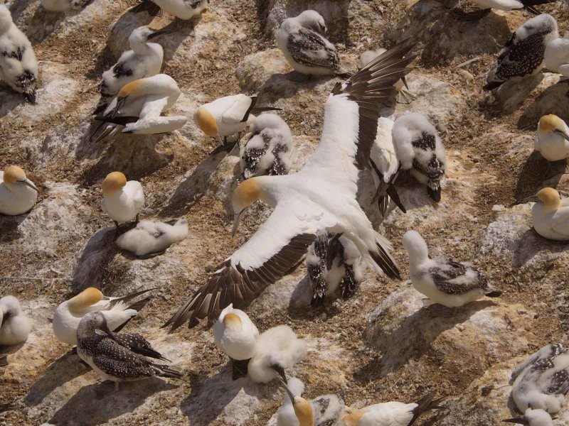 Gannet In Flight 54