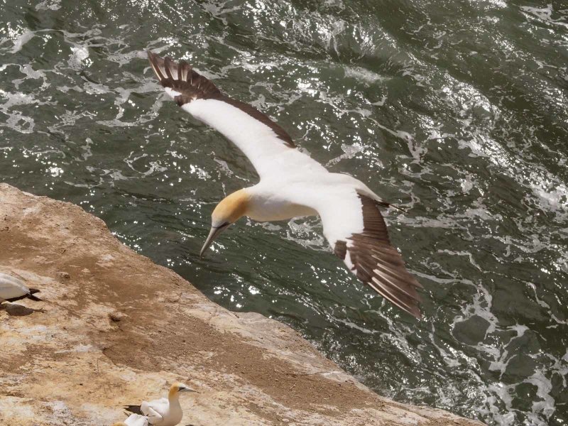 Gannet In Flight 59