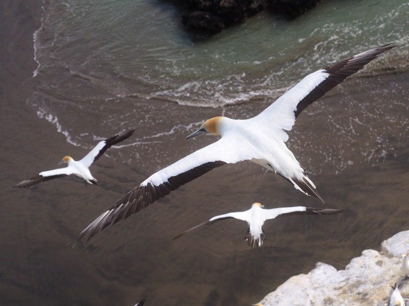 Gannets In Flight 62