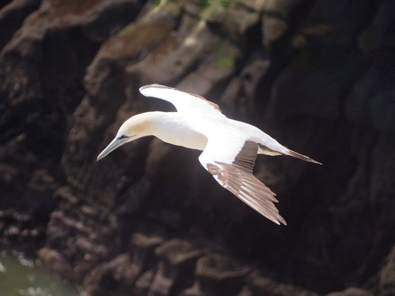 Gannet In Flight 64