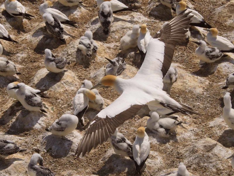 Gannet In Flight 66